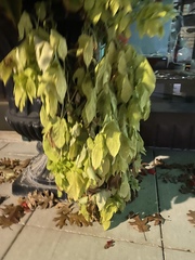 Magnoliopsida