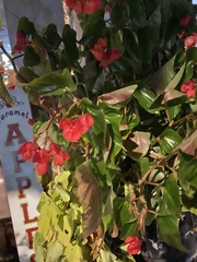 Begonia