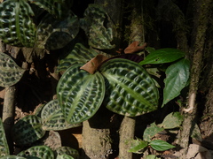 Geogenanthus poeppigii