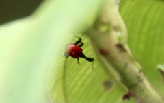 Trachelophorus giraffa
