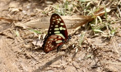 Graphium cyrnus