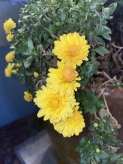 Asteraceae