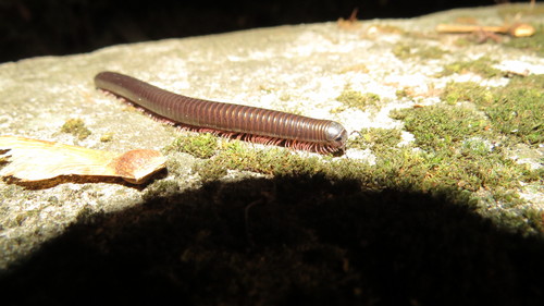 Vinaceous Pachyiulus