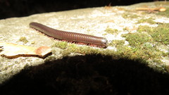 Pachyiulus oenologus