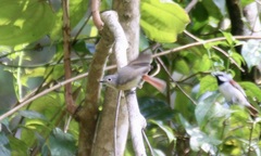 Calicalicus madagascariensis