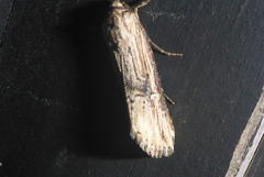 Crambodes talidiformis