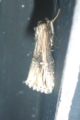 Crambodes talidiformis