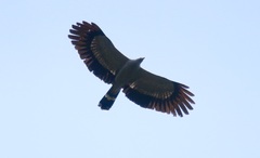 Polyboroides radiatus