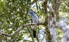 Leptosomus discolor discolor