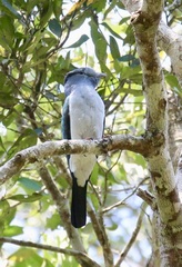 Leptosomus discolor discolor