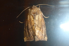 Papaipema harrisii