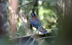 Geobiastes squamiger