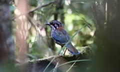 Geobiastes squamiger