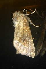 Papaipema harrisii