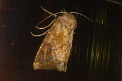 Papaipema harrisii