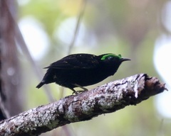 Philepitta castanea