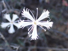 Dianthus namaensis