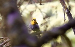 Ploceus nelicourvi