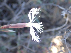 Dianthus namaensis