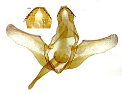 Aphomia terrenella
