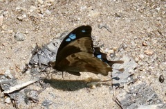 Papilio oribazus
