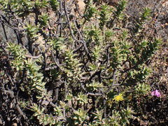 Euryops lateriflorus