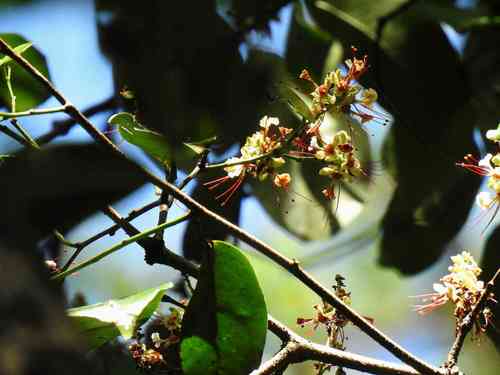 Macrolobium bifolium (Macrolobium bifolium)