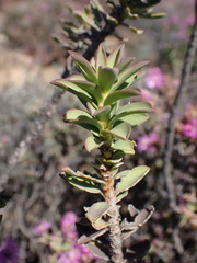 Euryops lateriflorus