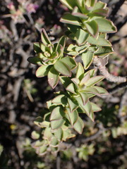 Euryops lateriflorus