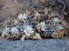 Pelargonium stipulaceum