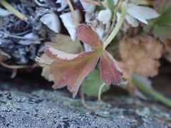 Pelargonium stipulaceum