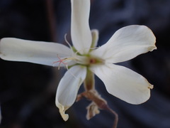 Pelargonium stipulaceum