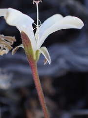 Pelargonium stipulaceum