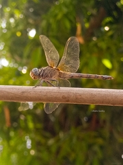 Orthetrum