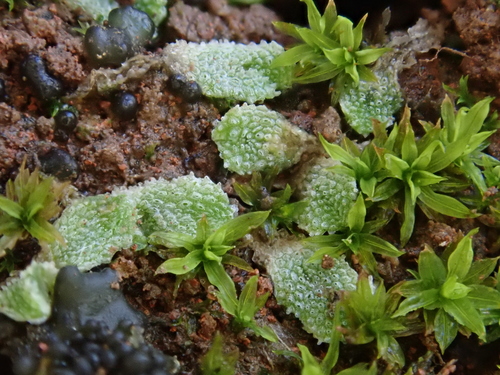 Exormotheca