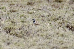 Charadrius thoracicus