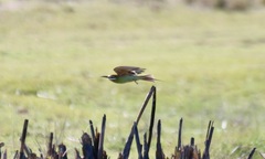 Merops superciliosus