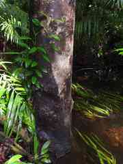 Macrolobium bifolium