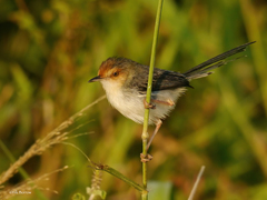 Prinia molleri