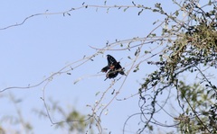 Pharmacophagus antenor