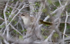 Thamnornis chloropetoides