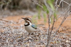 Uratelornis chimaera