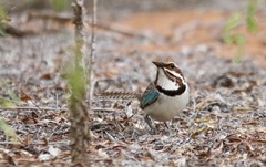 Uratelornis chimaera