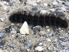 Macrothylacia digramma