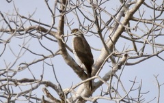Accipiter madagascariensis