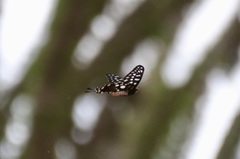 Pharmacophagus antenor