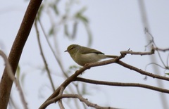 Neomixis striatigula