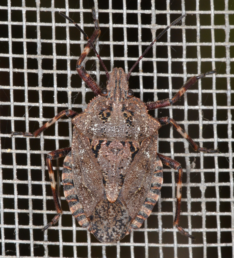 Brochymena affinis