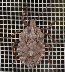 Brochymena affinis