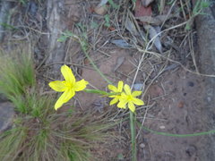 Irideae